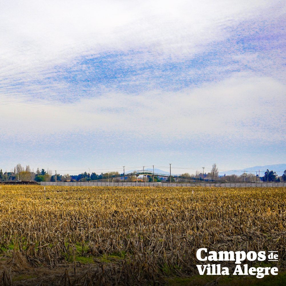 Campos de Villa Alegre