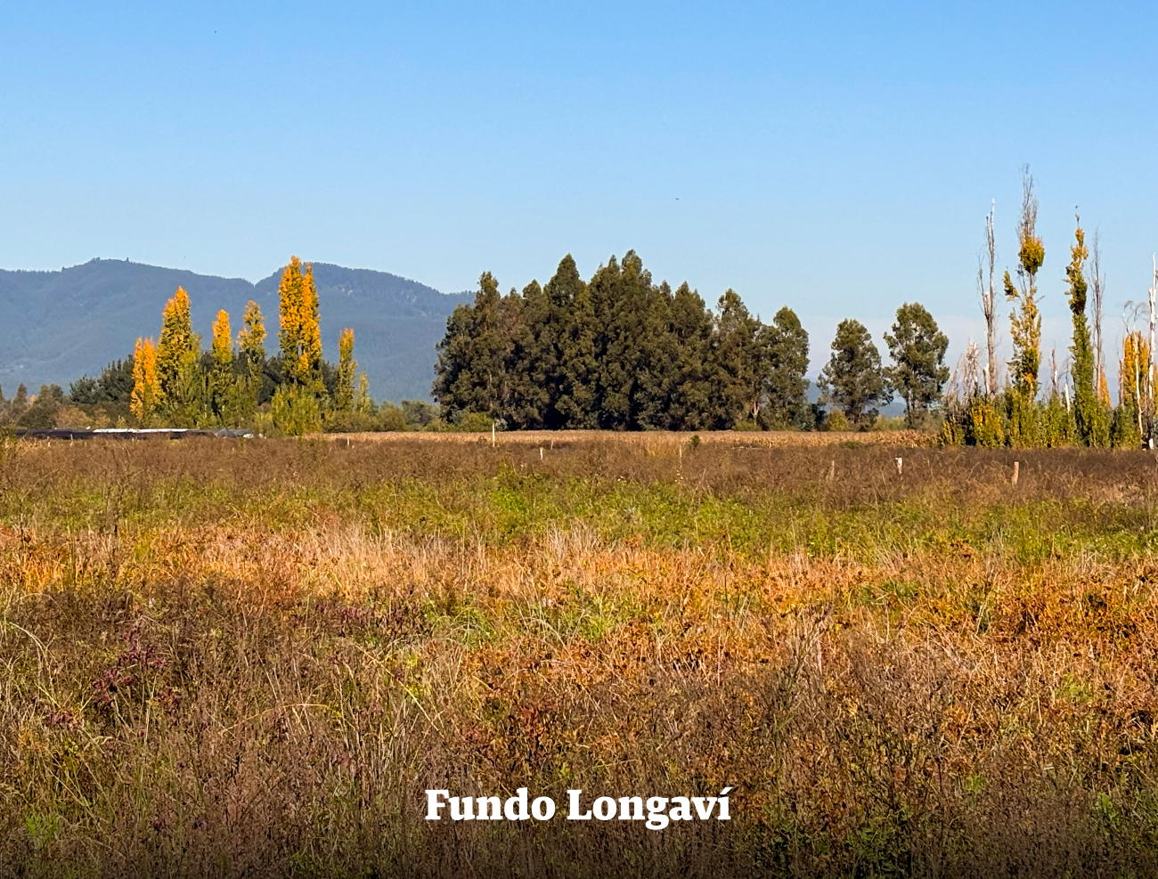 Fundo Longaví