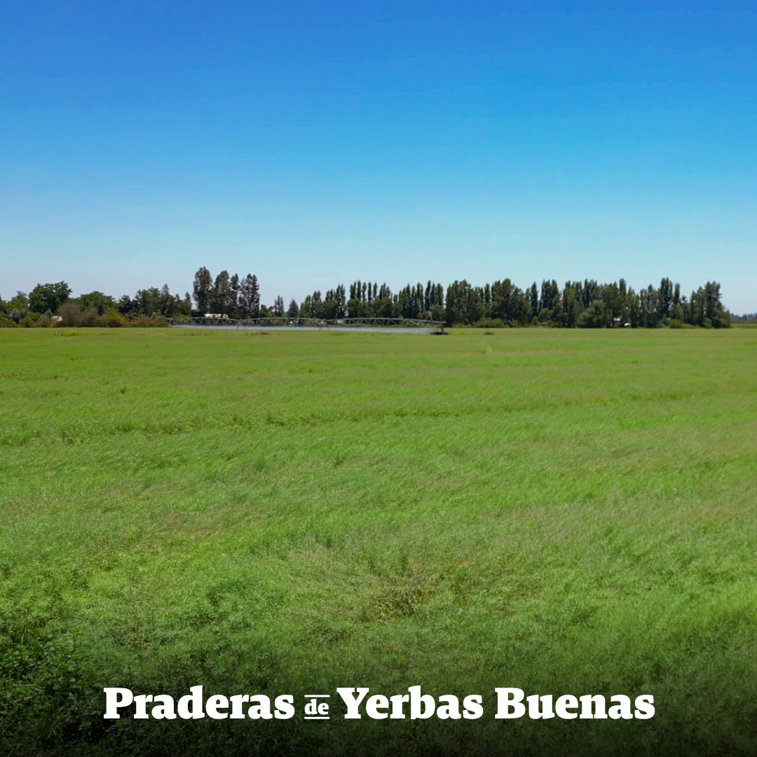 Praderas de Yerbas Buenas