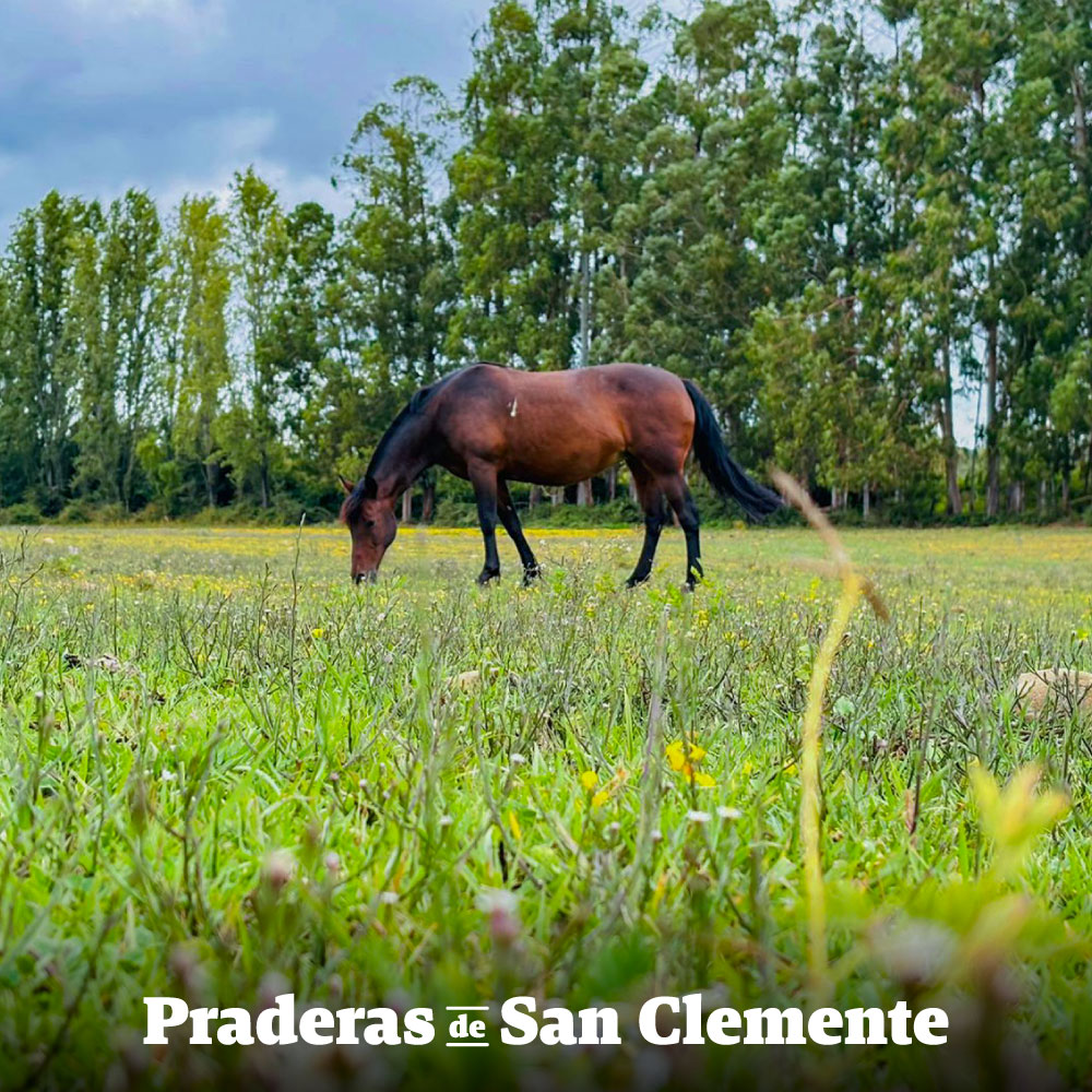 Avance Galería