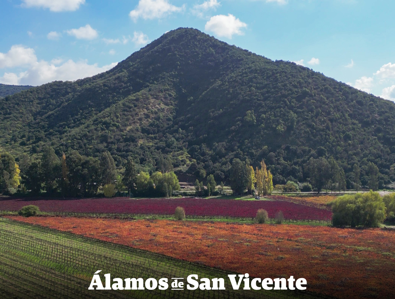Álamos de San Vicente