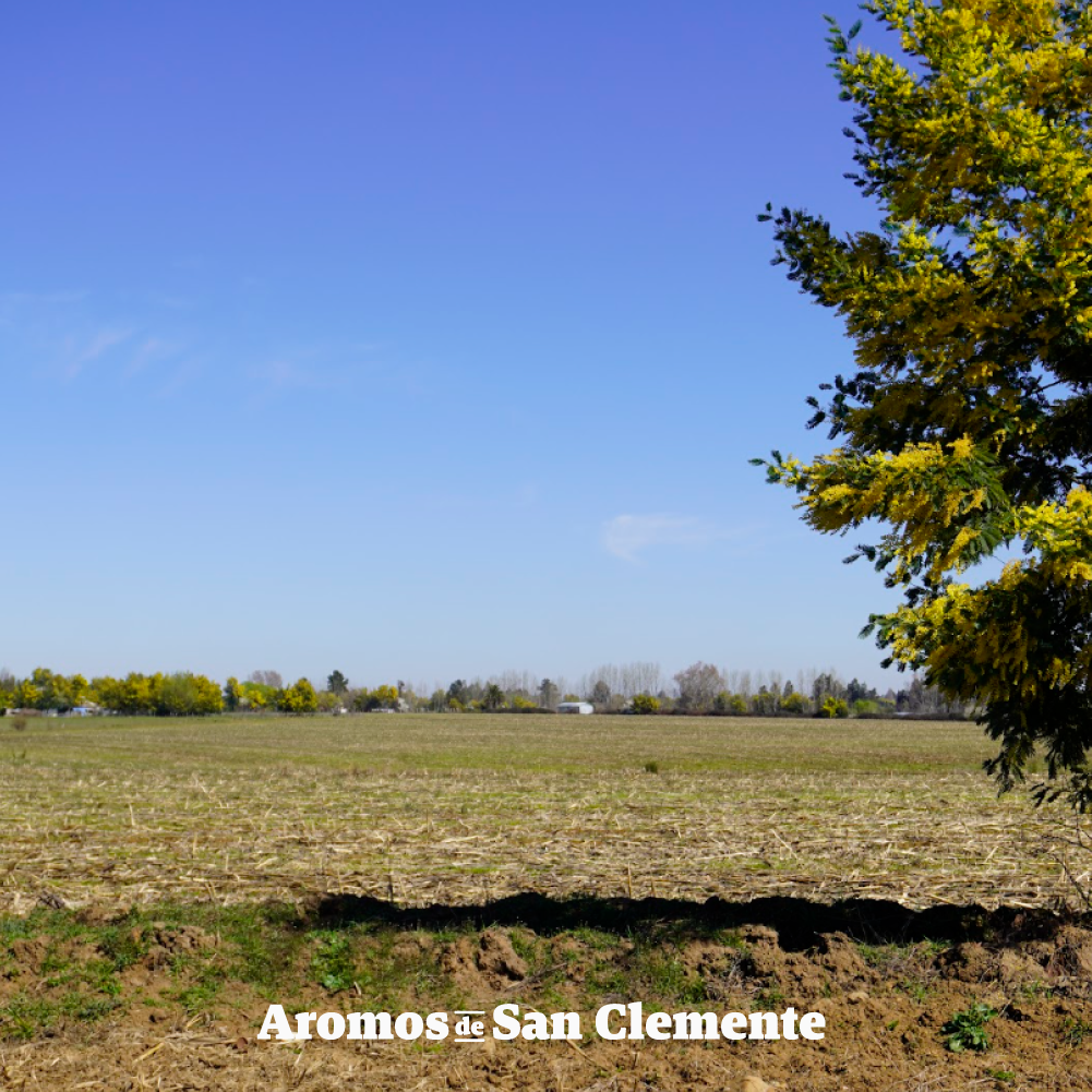 Aromos de San Clemente